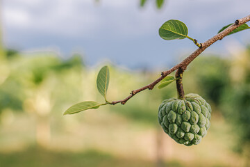 custard apple