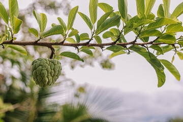 custard apple