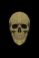 Head skull detail artwork illustration