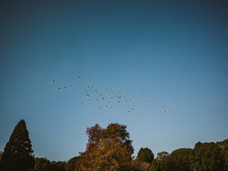 flock of birds