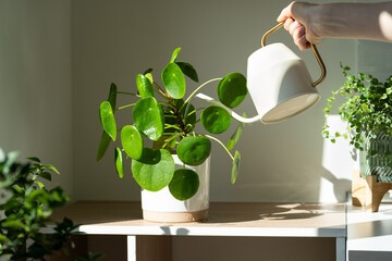 Woman watering potted Pilea peperomioides houseplant on the table at home, using white metal watering can, taking care. Hobby, indoor gardening, plant lovers. - obrazy, fototapety, plakaty
