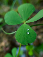 Droplets on water clover
