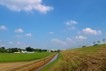 初夏の渡良瀬堤防　のどかないなかの風景　