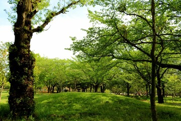 Fototapeta na wymiar 爽やかな新緑　穏やかな春の日の散策　公園の風景