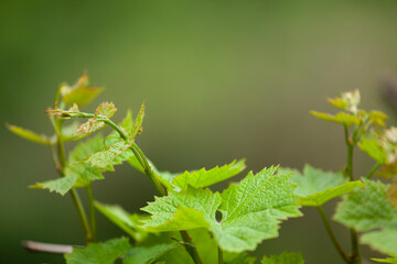 Grape wine leaves young plant. Garden winery, vine vault, summer, organic, green nature background concept.