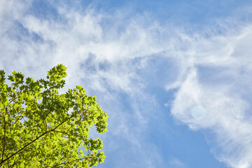 Blue sky with wispy clouds and a bright green tree with new leaves in spring
