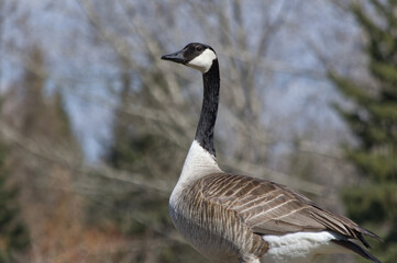 A Canada Goose standing on Guard