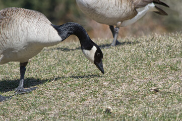 Naklejka na ściany i meble A Canada Goose feeding on the Grass