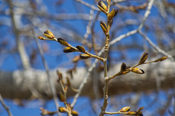 Close up of Tree Branches and Buds