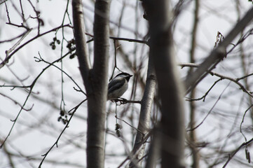 Black-capped Chickadee in a Tree
