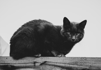 gray cat leaning on a wooden bar with a clear white sky