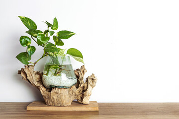 Monstera Summer Plants on Fish Bowl with Wooden Table