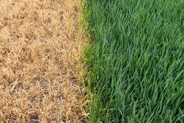 Looking down on a winter wheat field that is green and growing on the right and has herbicide damage on the left.