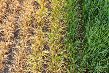 Winter wheat that was damaged by herbicide.