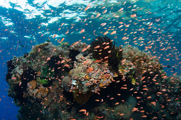 Fototapeta na wymiar Colorful anthias school above a spectacular coral reef near Alor, Indonesia. Anthias thrive where there is dependable current to bring them planktonic food.