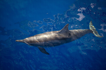 Obraz premium A spinner dolphin, Stenella longirostris, cruises through the tropical waters near Alor, Indonesia. This species is highly acrobatic and often rotates while leaping out of the ocean.