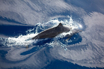 A spinner dolphin, Stenella longirostris, cruises through the tropical waters near Alor, Indonesia....