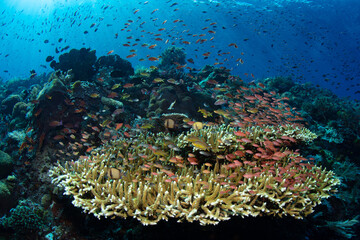 Colorful anthias school above a spectacular coral reef near Alor, Indonesia. Anthias thrive where there is dependable current to bring them planktonic food.