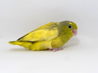 Forpus parrotlet baby bird newborn standing on white background, it is the smallest parrot in the world.