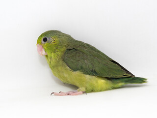 Forpus parrotlet baby bird newborn standing on white background, it is the smallest parrot in the world.