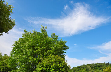 新緑の木々　青空