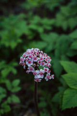 Blooming pink Darmera Peltata (Indian Rhubarb, Peltiphyllum peltatum) in the garden. Selective focus. Shallow depth of field.