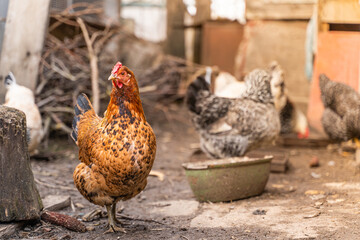 A brown chicken stands near the empty feeder against the background of chickens close-up and looks thoughtfully