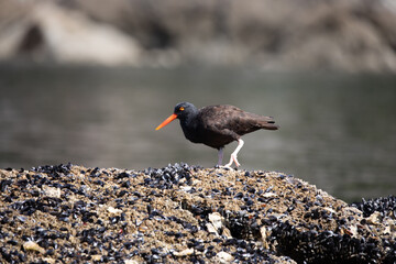 Black Oystercatcher walking across shells on a rock, near Ballet Bay, Sunshine Coast, British...