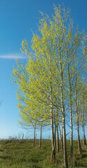 Spring aspen trees
