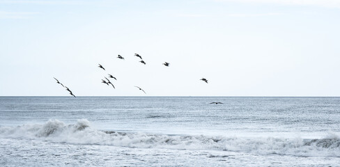 Pelicanos en las playas salvadoreñas volando, migrando. Aves migratorias en el océano de las costas salvadoreñas, Usulután.
