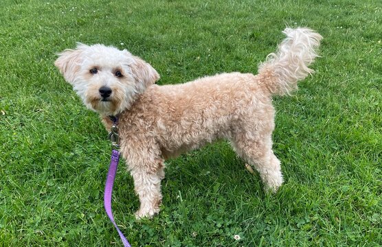 Mini Golden Doodle