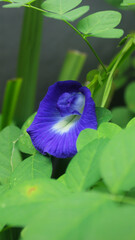 The blue clitoria flower is blooming in the middle of the garden