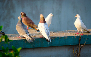 Beautiful Colorful Pigeons Standing in the Roof for Sunbathe