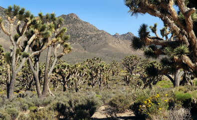 Joshua tree forest  seen departing the road on route to Las Vegas California