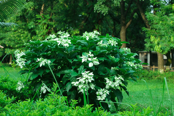 Buddha's Lamp - A Beautiful Flower kept in the Garden for Beautification and Health Benefits