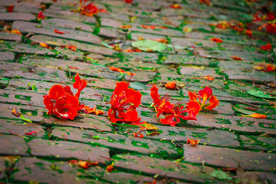 Beautiful Gulmohar or Royal poinciana Flower Fallen on the Street