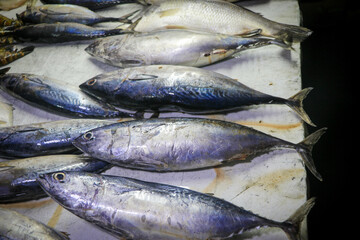 Fresh & Large Sea Fishes in the Market near Kuakata Sea Beach, Bangladesh