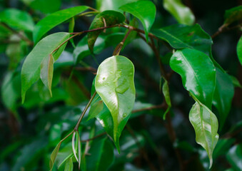 Green Wet Leaves after Rain - Plant Life