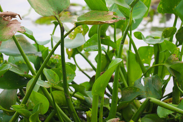 Hyacinth - An Aromatic  Floating Flower Grows in the River, Pond and Other Wetlands