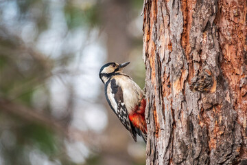 Little woodpecker sits on a tree trunk. The great spotted woodpecker, Dendrocopos major