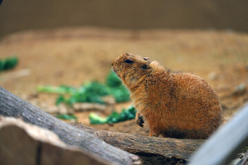 A black-tailed prairie dog (Cynomys ludovicianus) eating green kale leaves