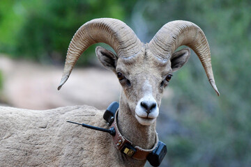 Close Up of Big Horn Sheep 