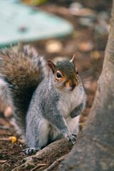 Furry Eastern gray squirrel (sciurus carolinensis) on a tree