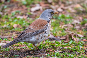 Fieldfare, Turdus pilaris, on a sprng lawn.