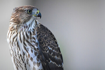 Young Hawk Close Up