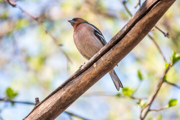 Common chaffinch, Fringilla coelebs, sits on a branch in spring on green background. Common chaffinch in wildlife.
