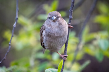 Sparrow sitting on a green branch in spring. Sparrow with playful poise on branch in spring or summer