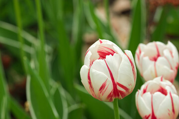 Canada 150 red and white tulips