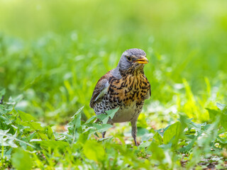 Wood bird Fieldfare, Turdus pilaris, on a sprng lawn.