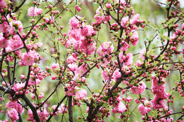 Bright red sakura flowers on a blurred green background. Abstract texture. Spring day.